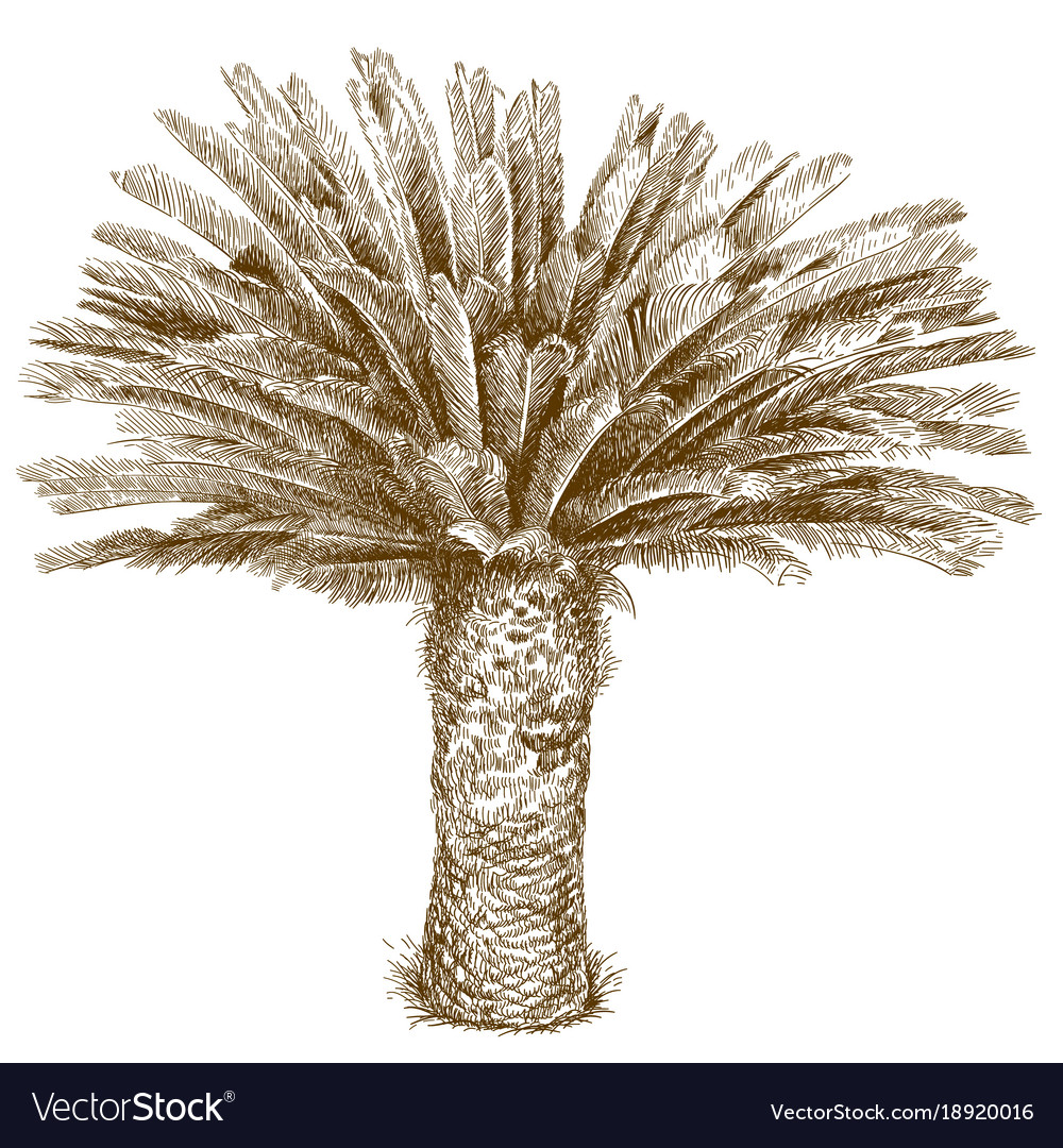 Engraving of cycas palm Royalty Free Vector Image