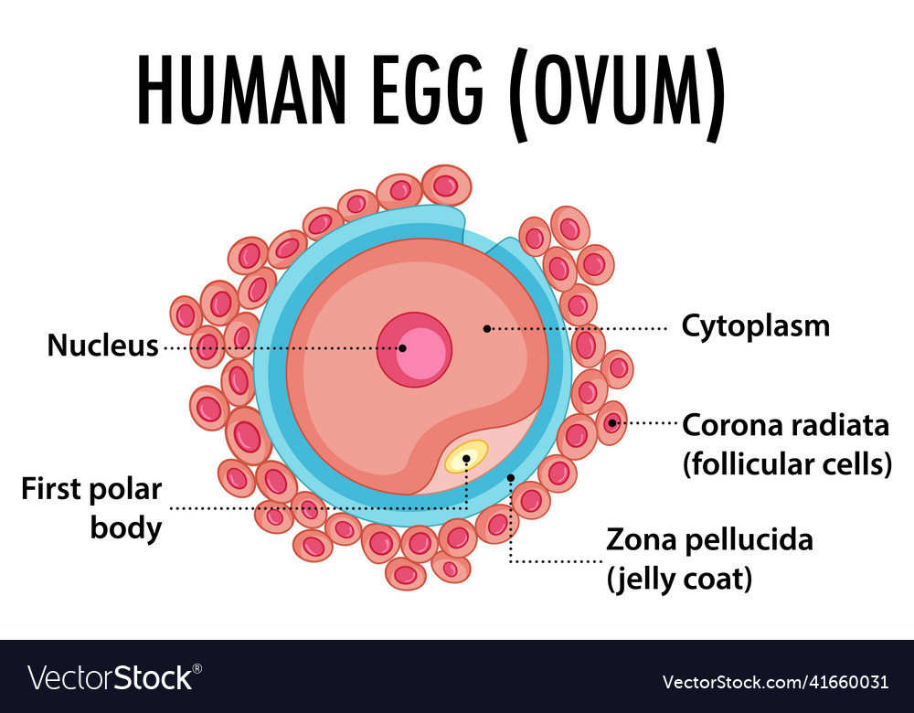 Structure of human egg ovum Royalty Free Vector Image