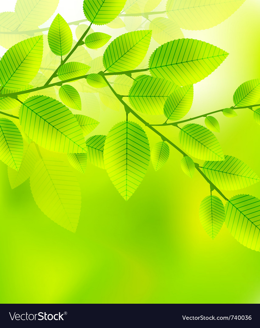 Abstract leaves background Royalty Free Vector Image