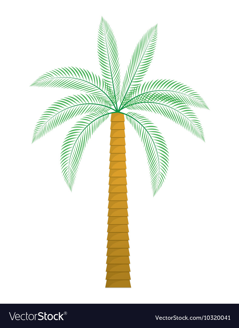Palm tree nature plant design Royalty Free Vector Image