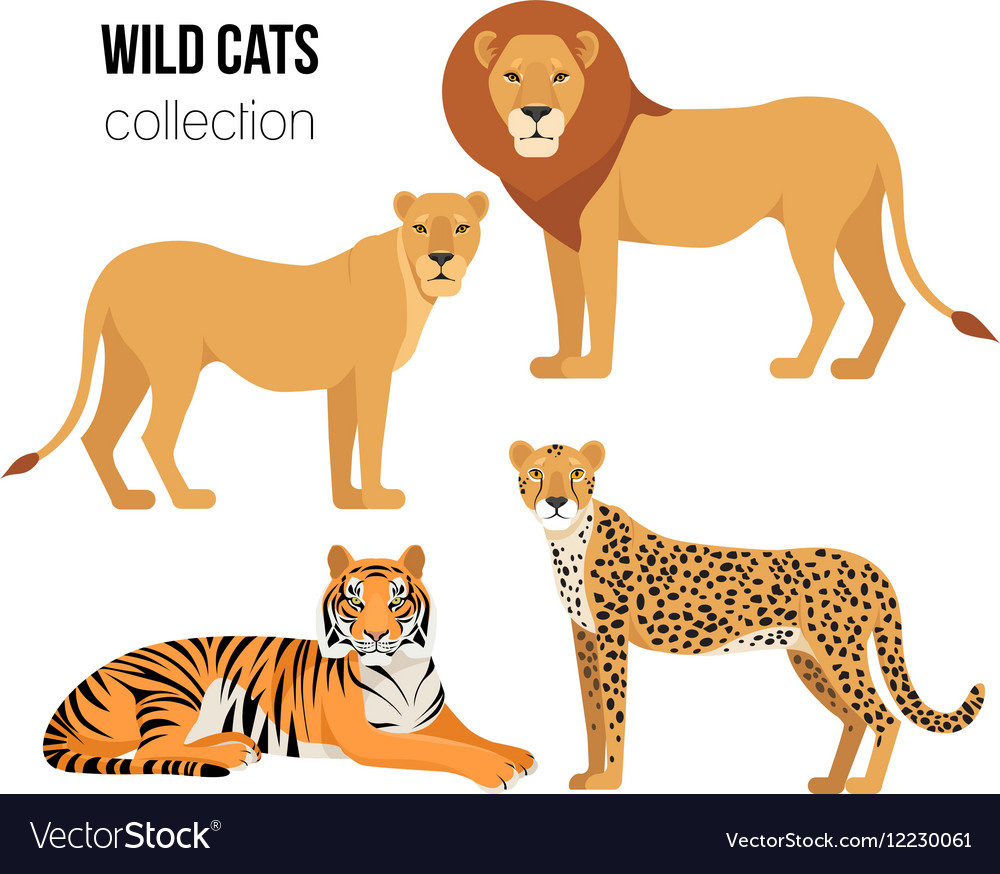 Predatory animals lion lioness cheetah tiger Vector Image