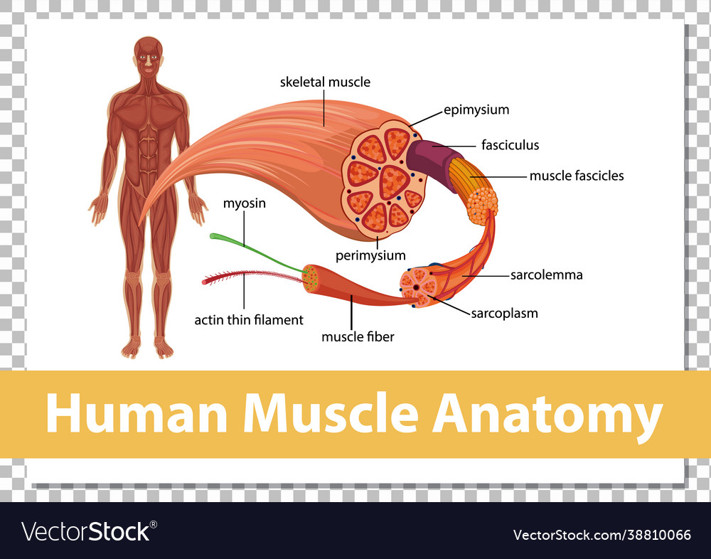 Human muscle anatomy with body Royalty Free Vector Image