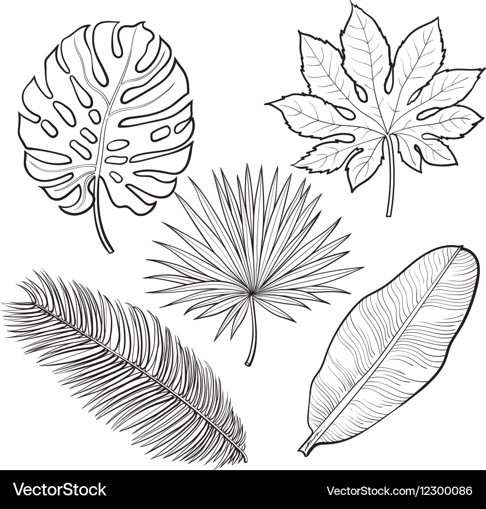 Set Tropical Palm Leaves Sketch Style Royalty Free Vector
