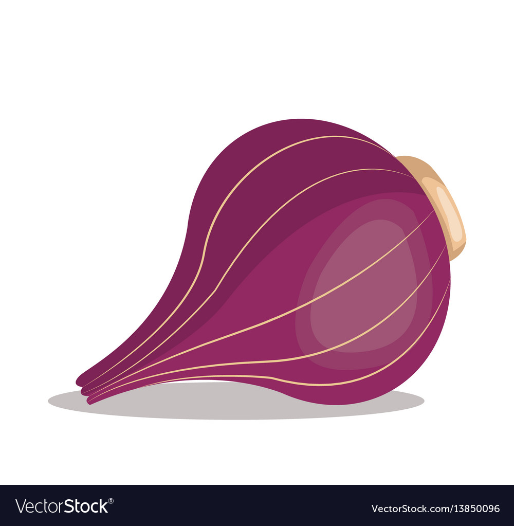 Red onion nutrition healthy image Royalty Free Vector Image