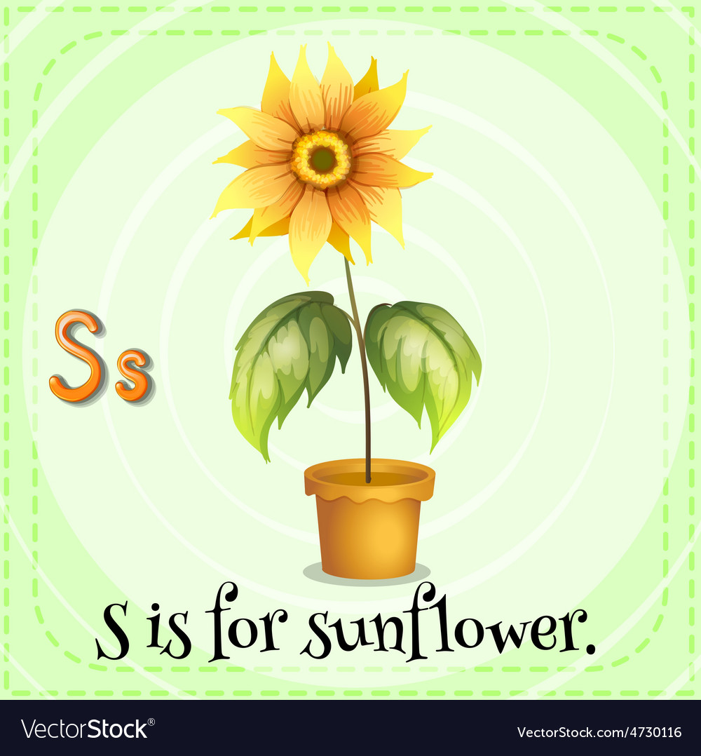 Sunflower Royalty Free Vector Image - VectorStock