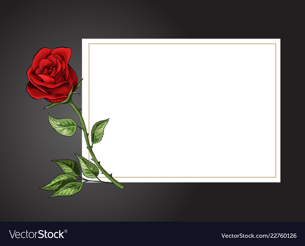 Rose single flower on white background with black Vector Image