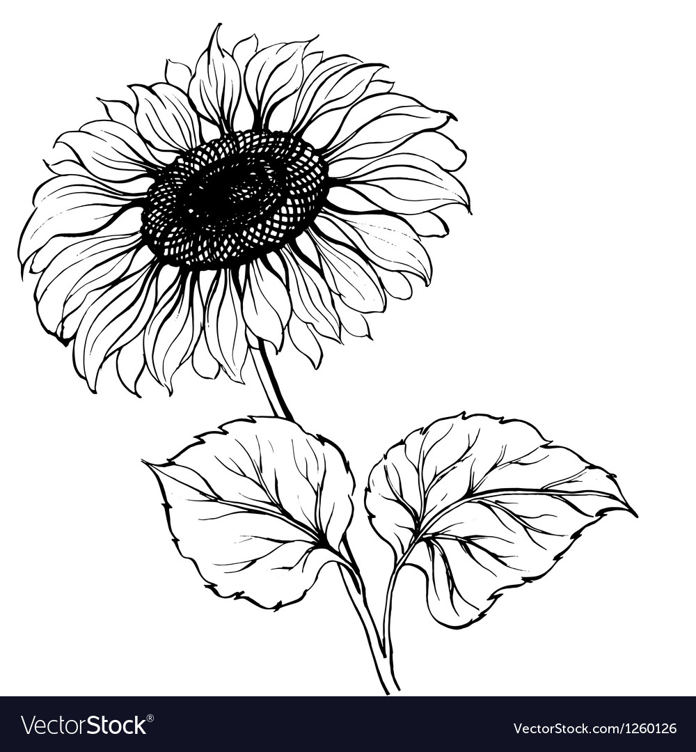 Sunflower Royalty Free Vector Image - VectorStock