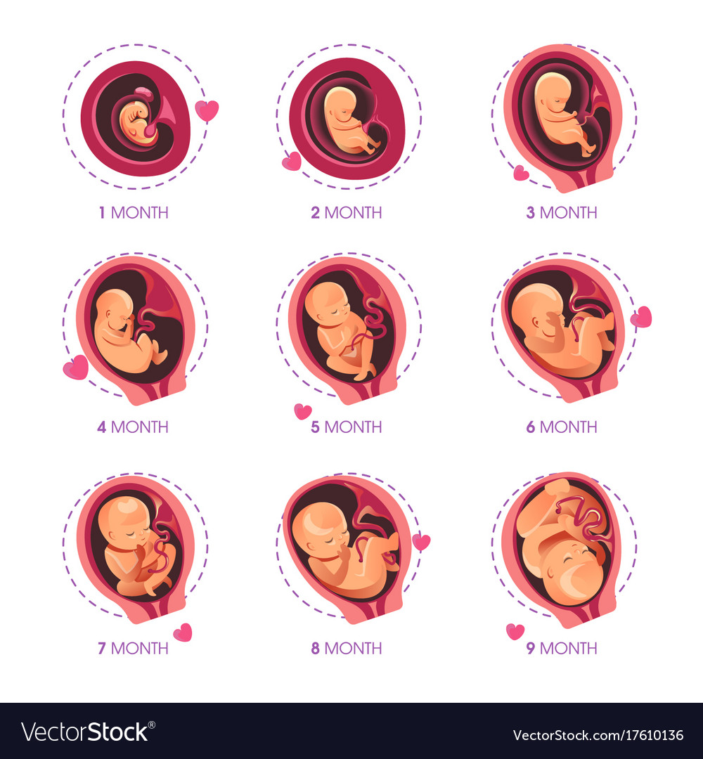 Embryo Month Stage Growth Pregnancy Fetal Vector Image 2562