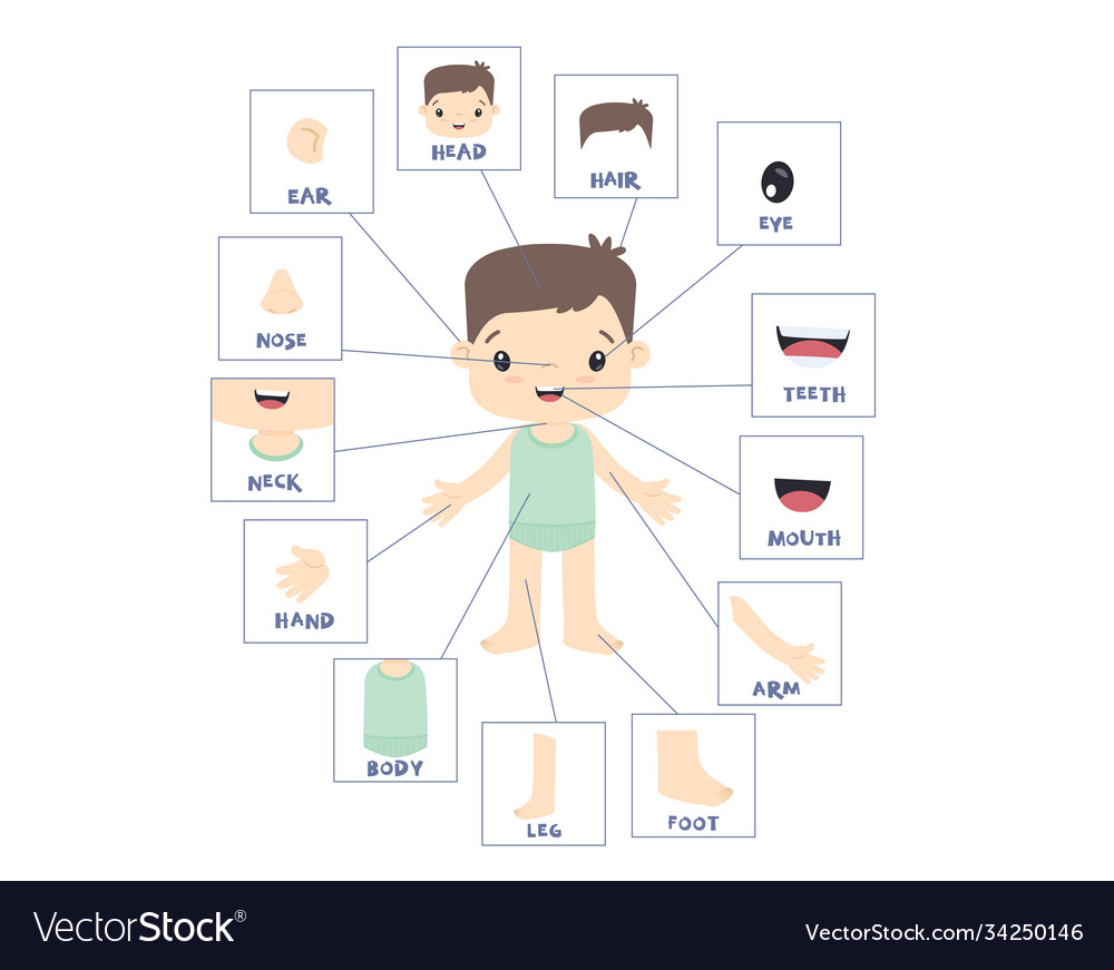 external-body-parts-of-woman-male-reproductive-system-structure