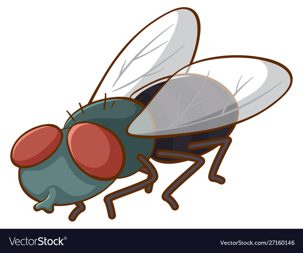 Fly on white background Royalty Free Vector Image