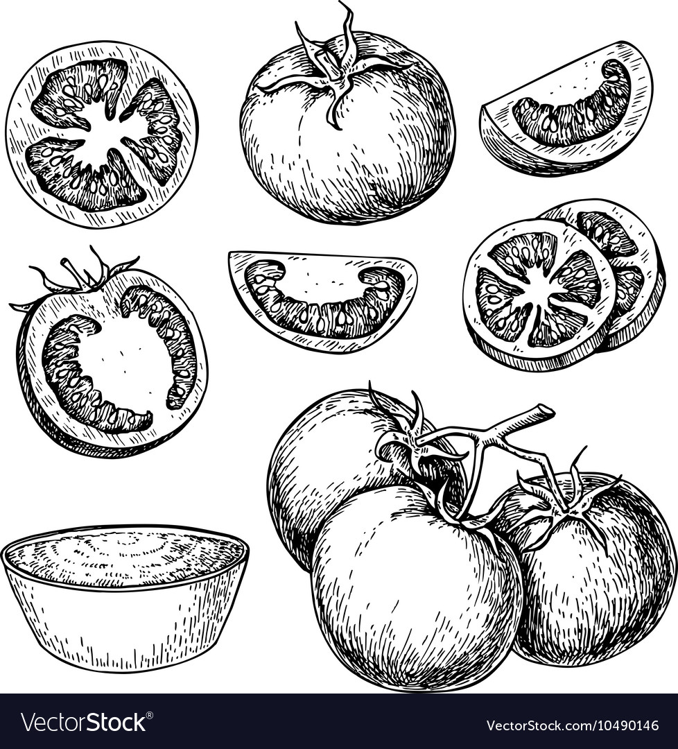 Tomato Drawing Set Isolated Tomato Sliced Vector Image