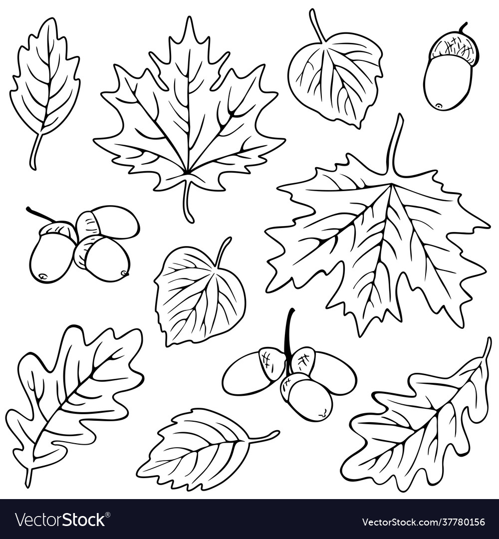 Collection different leaves silhouettes fall Vector Image