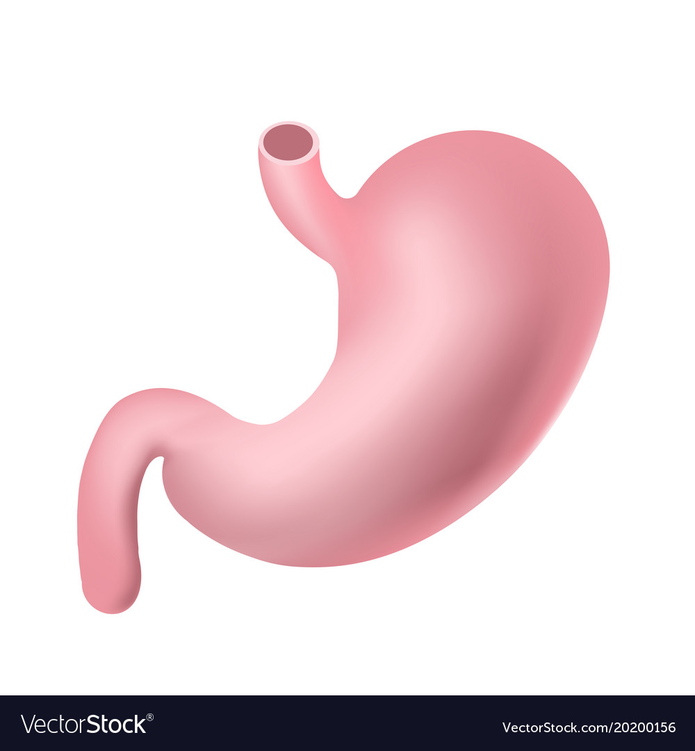 Realistic human stomach isolated on white Vector Image