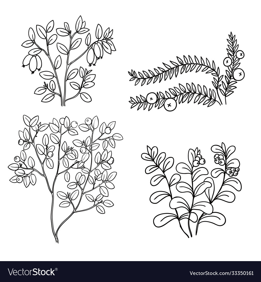 Set with black and white line art wild berries Vector Image