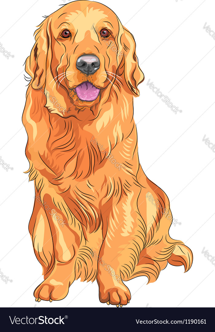 golden retriever vector