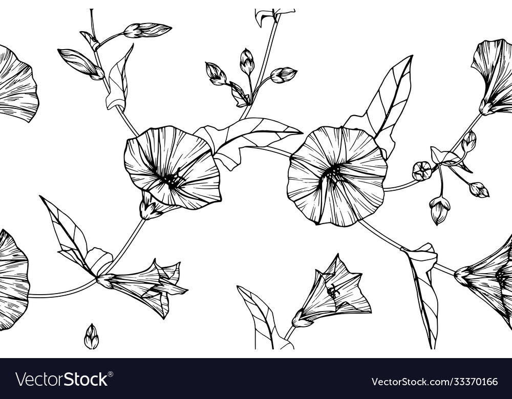 Seamless pattern morning glory flower and leaf Vector Image