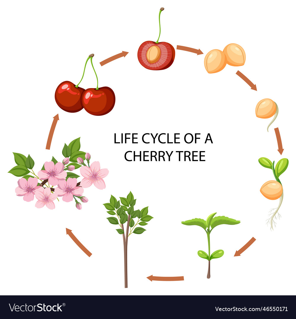 Life cycle of a cherry tree Royalty Free Vector Image