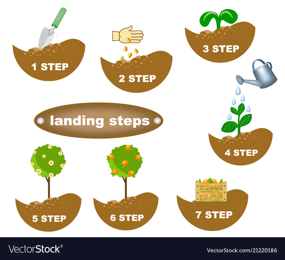 description-planting-steps-royalty-free-vector-image