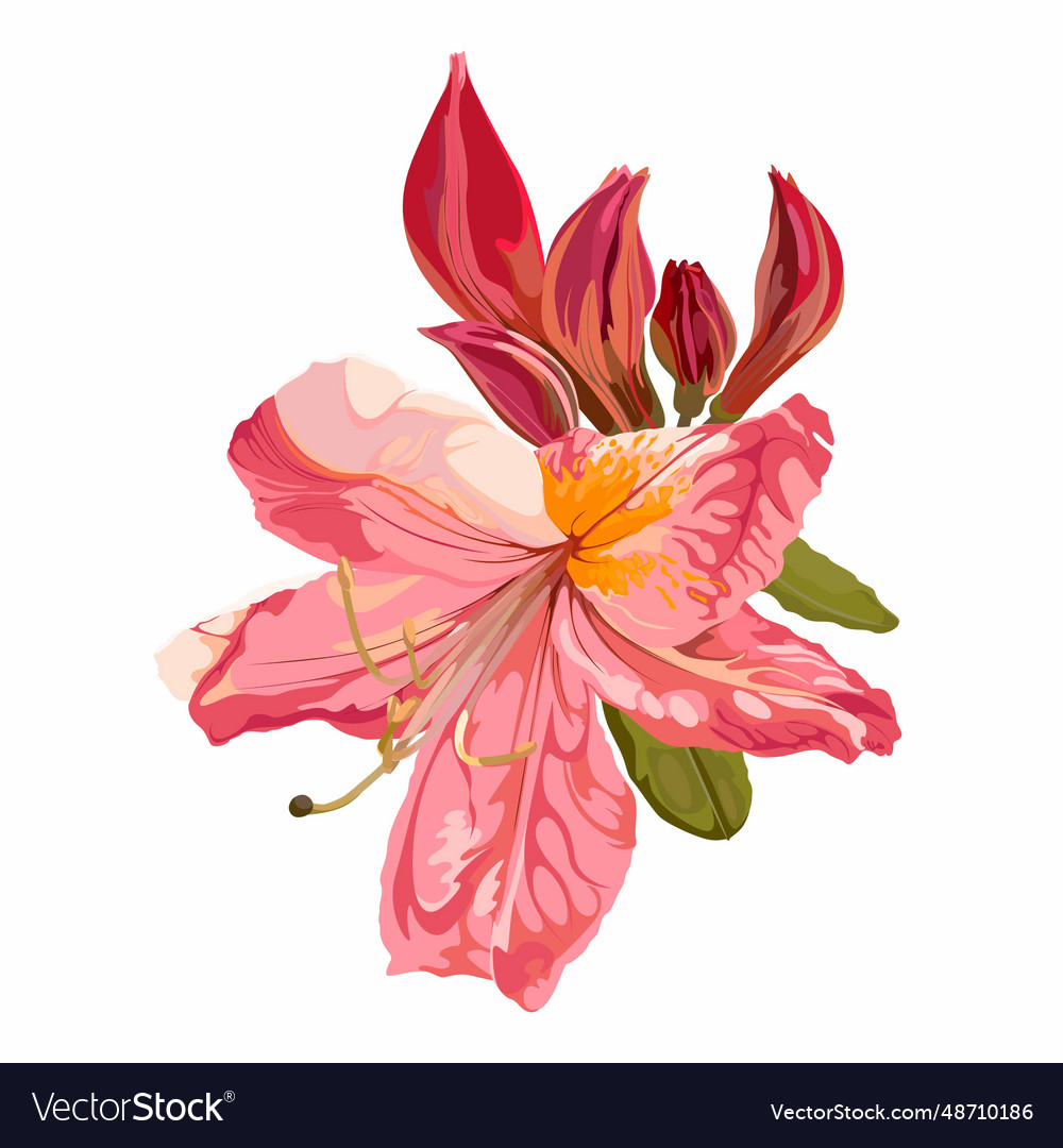 Korean azalea rhododendron Royalty Free Vector Image