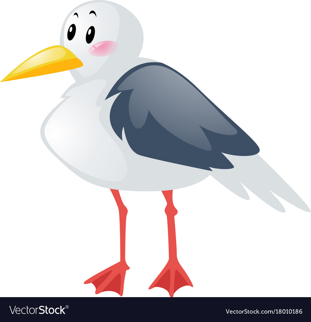 Seagull on white background Royalty Free Vector Image