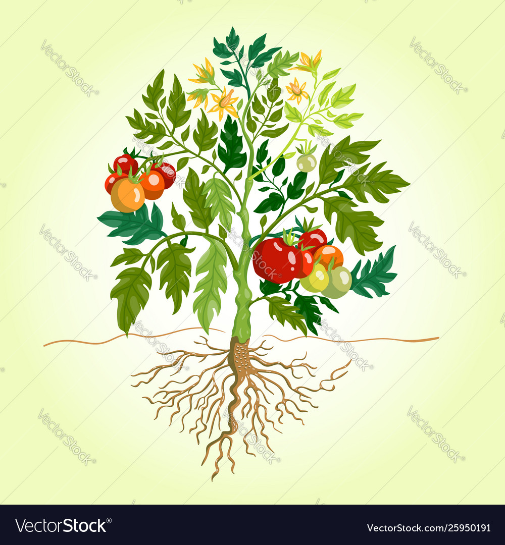 Tomato bush Royalty Free Vector Image - VectorStock