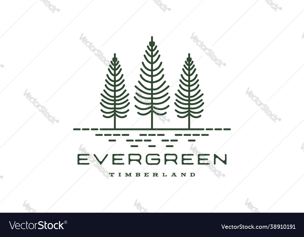 Vintage retro hipster line art pine evergreen fir vector image Vintage retro hipster line art pine evergreen fir