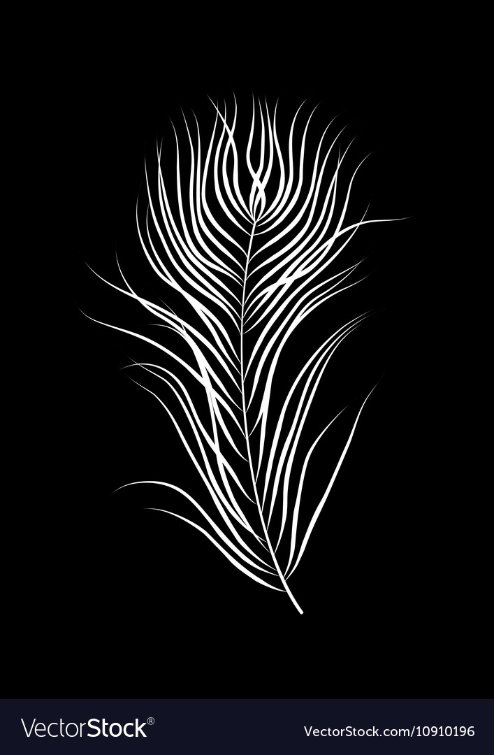 Bird feather on black background Royalty Free Vector Image