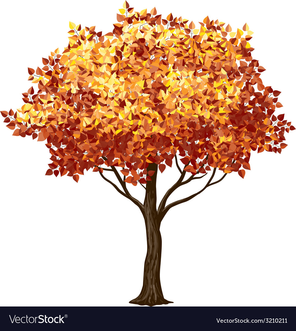 Download Fall tree Royalty Free Vector Image - VectorStock