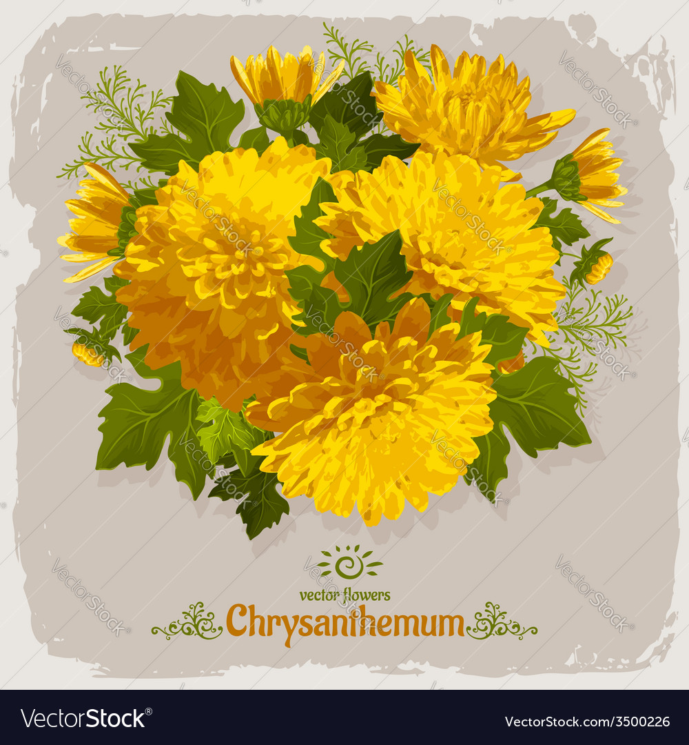 Chrysanthemum Royalty Free Vector Image Vectorstock Chrysanthemum Royalty Free Vector Image Vectorstock