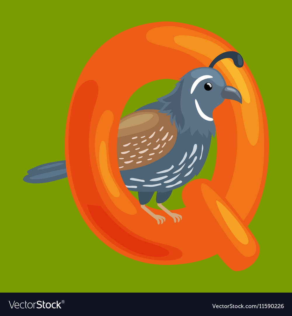 Letter q with animal quail for kids abc education Vector Image Letter q with animal quail for kids abc education Vector Image