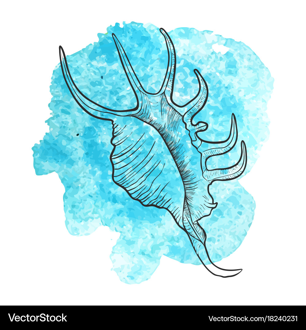 Hand drawn seashell Royalty Free Vector Image - VectorStock