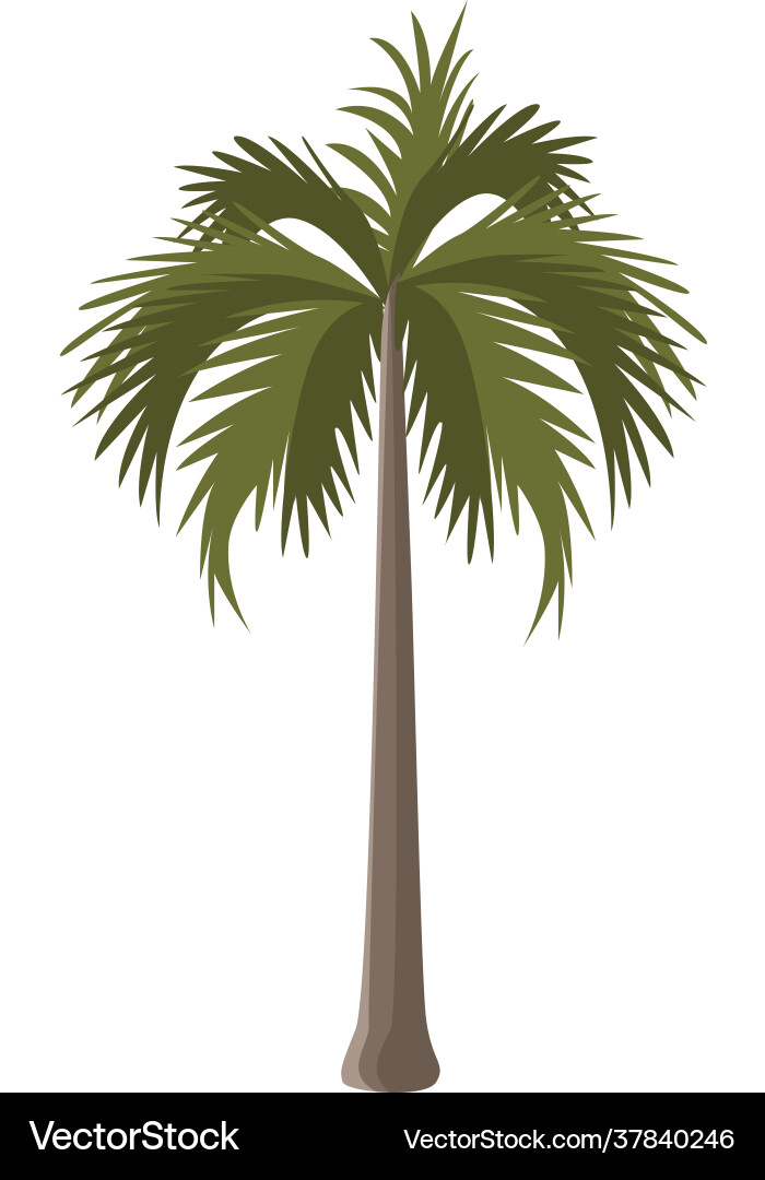 Summer tree palm Royalty Free Vector Image - VectorStock