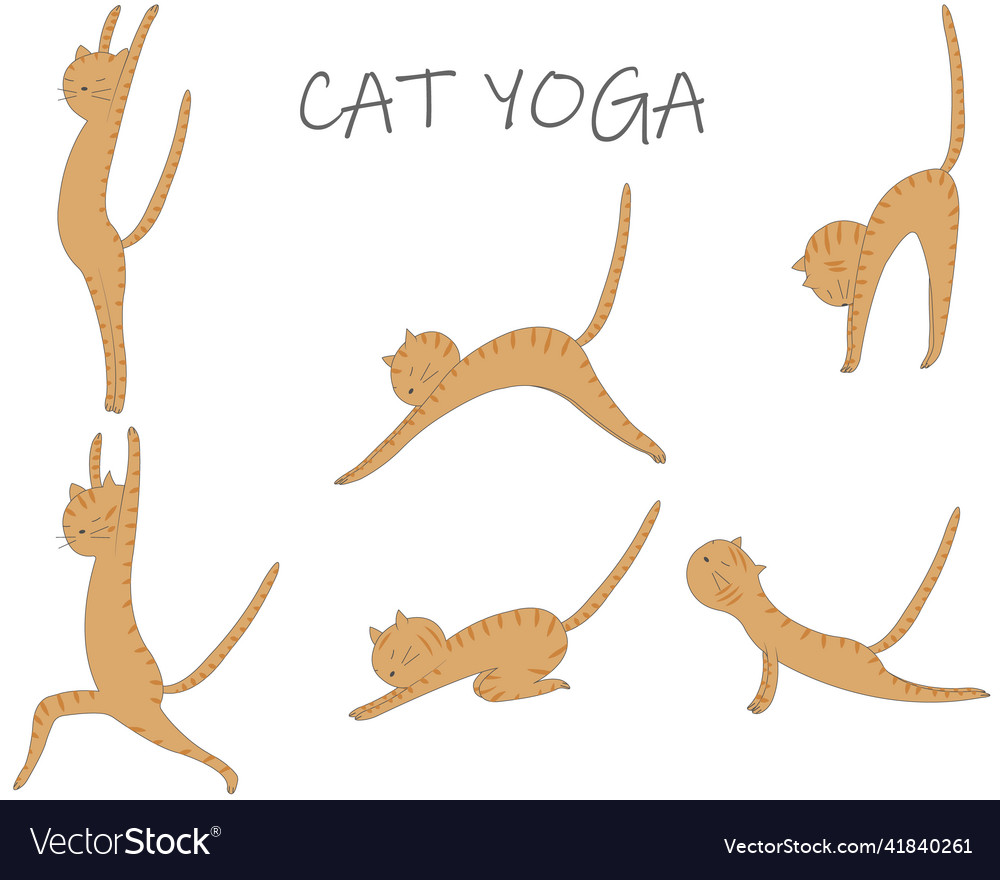 Cat yoga Royalty Free Vector Image - VectorStock