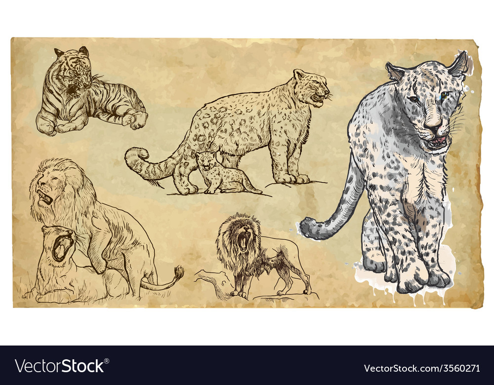 Animals theme big cats - hand drawn pack Vector Image Animals theme big cats - hand drawn pack Vector Image