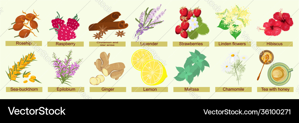 Botanical set herbs berries and flowers Royalty Free Vector