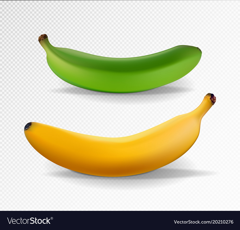 Banana realistic yellow and green banana Vector Image