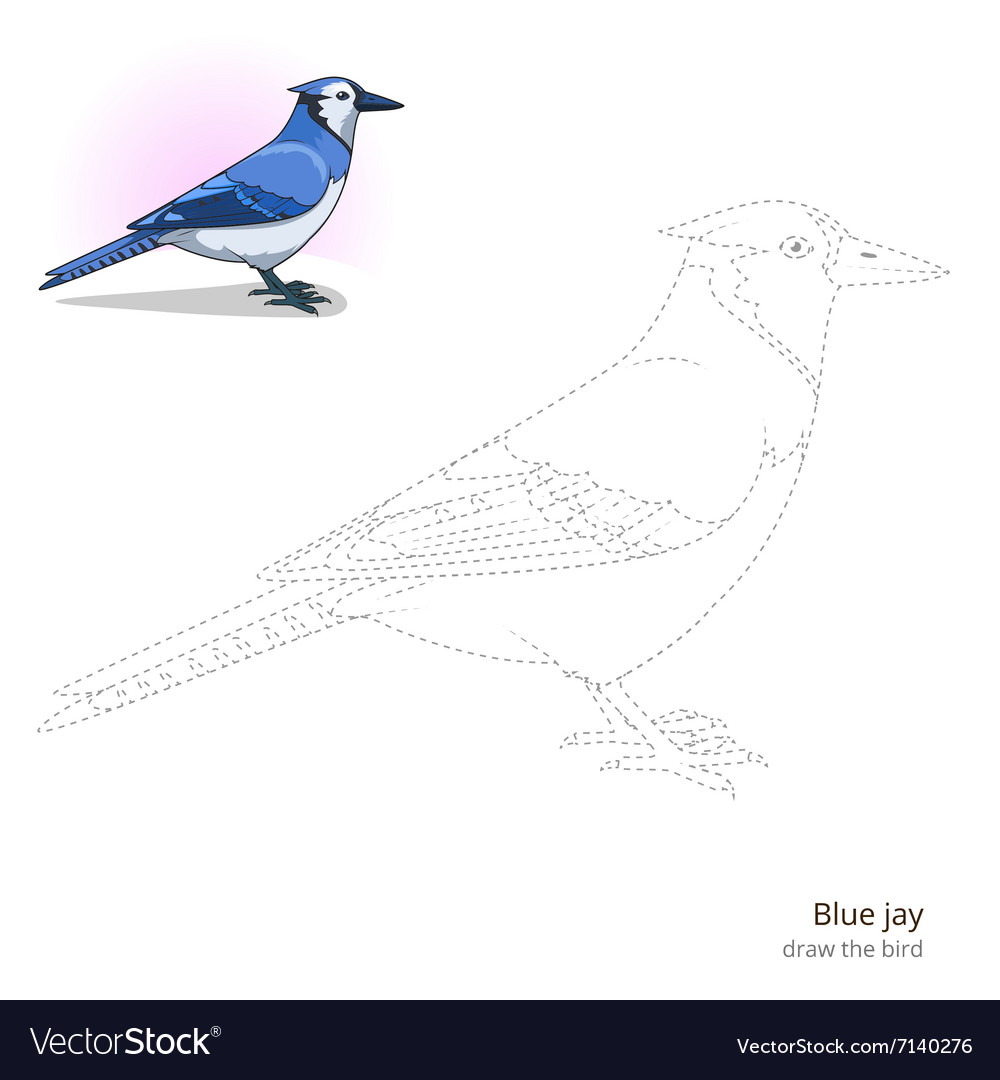 Blue Jay Drawing - How To Draw A Blue Jay Step By Step