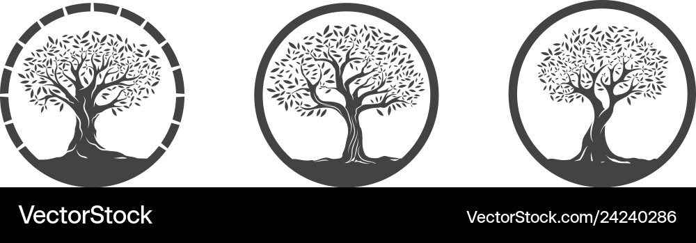 Olive tree Royalty Free Vector Image - VectorStock