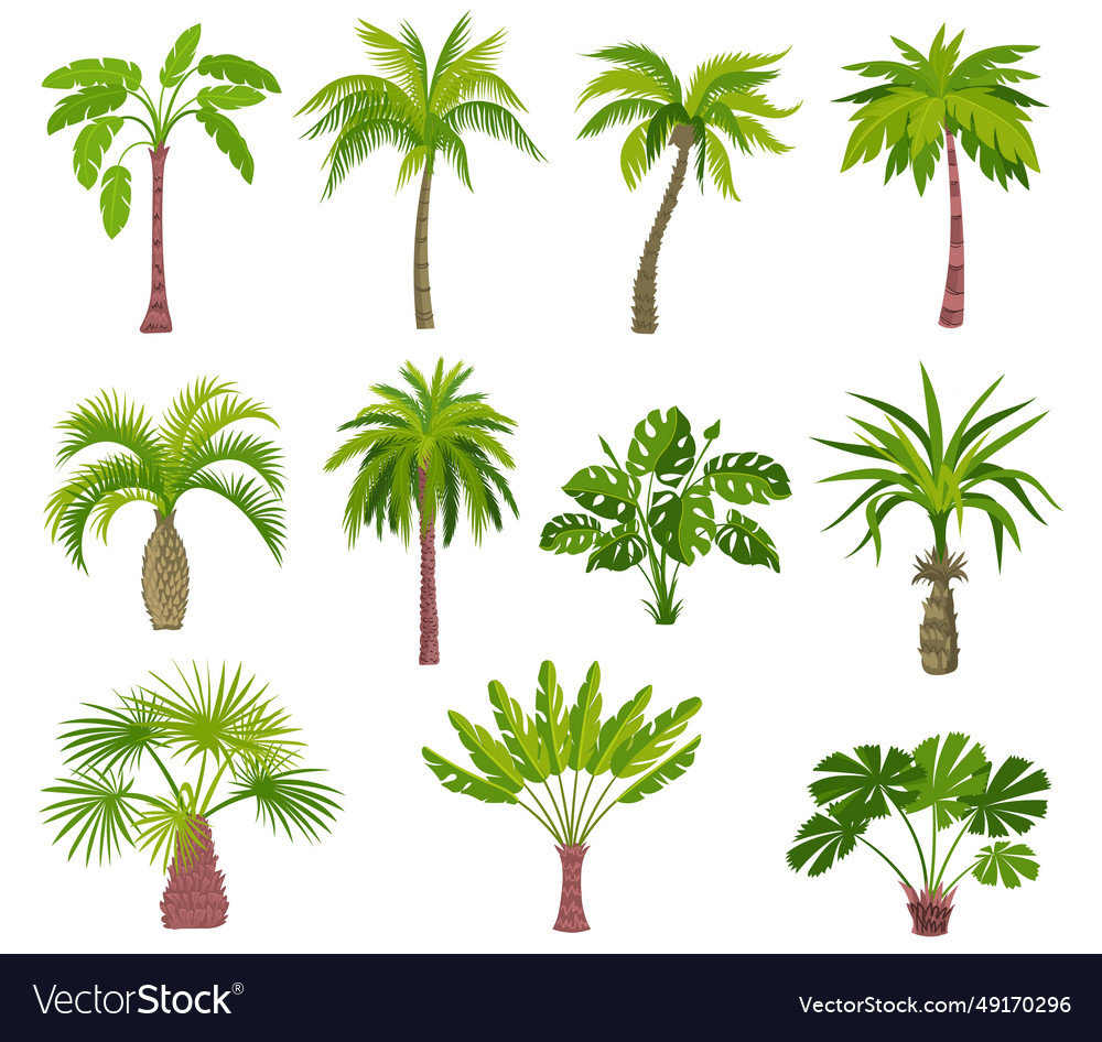 Cartoon palm trees exotic summer plants Royalty Free Vector