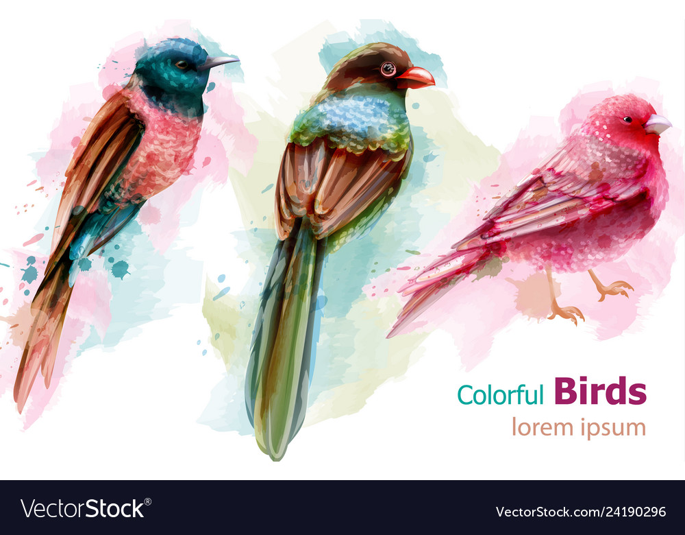 Colorful tropic birds watercolor beautiful