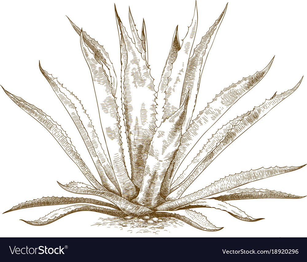 Engraving of blue agave Royalty Free Vector Image
