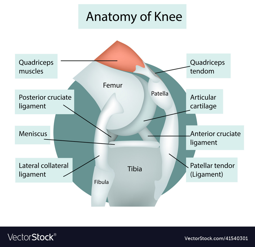 Anatomy knee joint cross section Royalty Free Vector Image