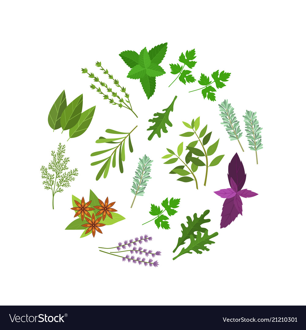 Cartoon color herbs spices round design template Vector Image