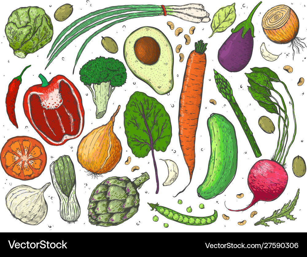 Big set vegetables in a realistic sketch style Vector Image