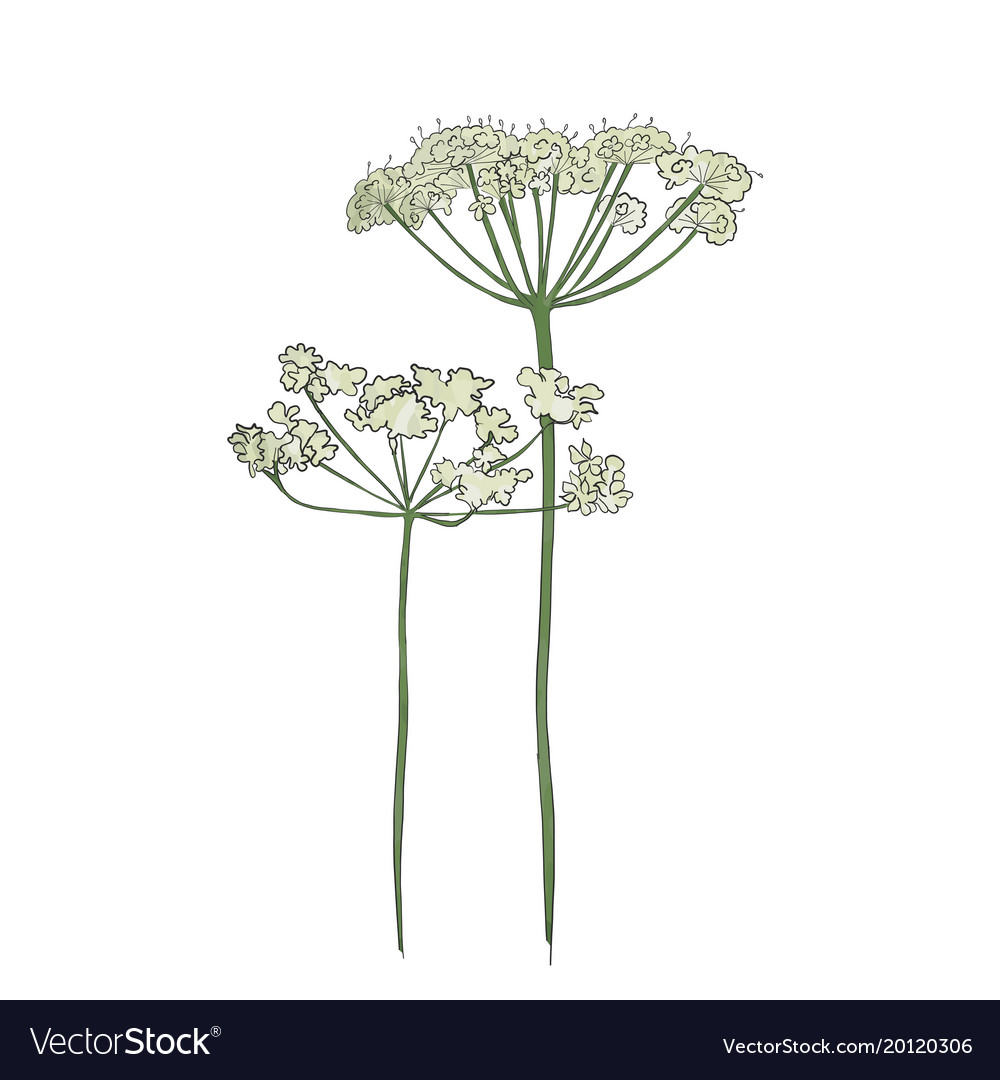 Hand drawn cow parsley Royalty Free Vector Image