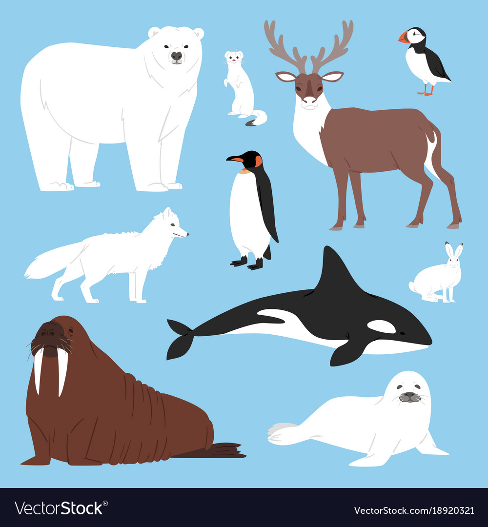 Arctic animals cartoon polar bear or Royalty Free Vector