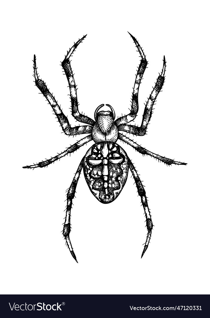 Spider sketch hand drawn wildlife in engrav Vector Image