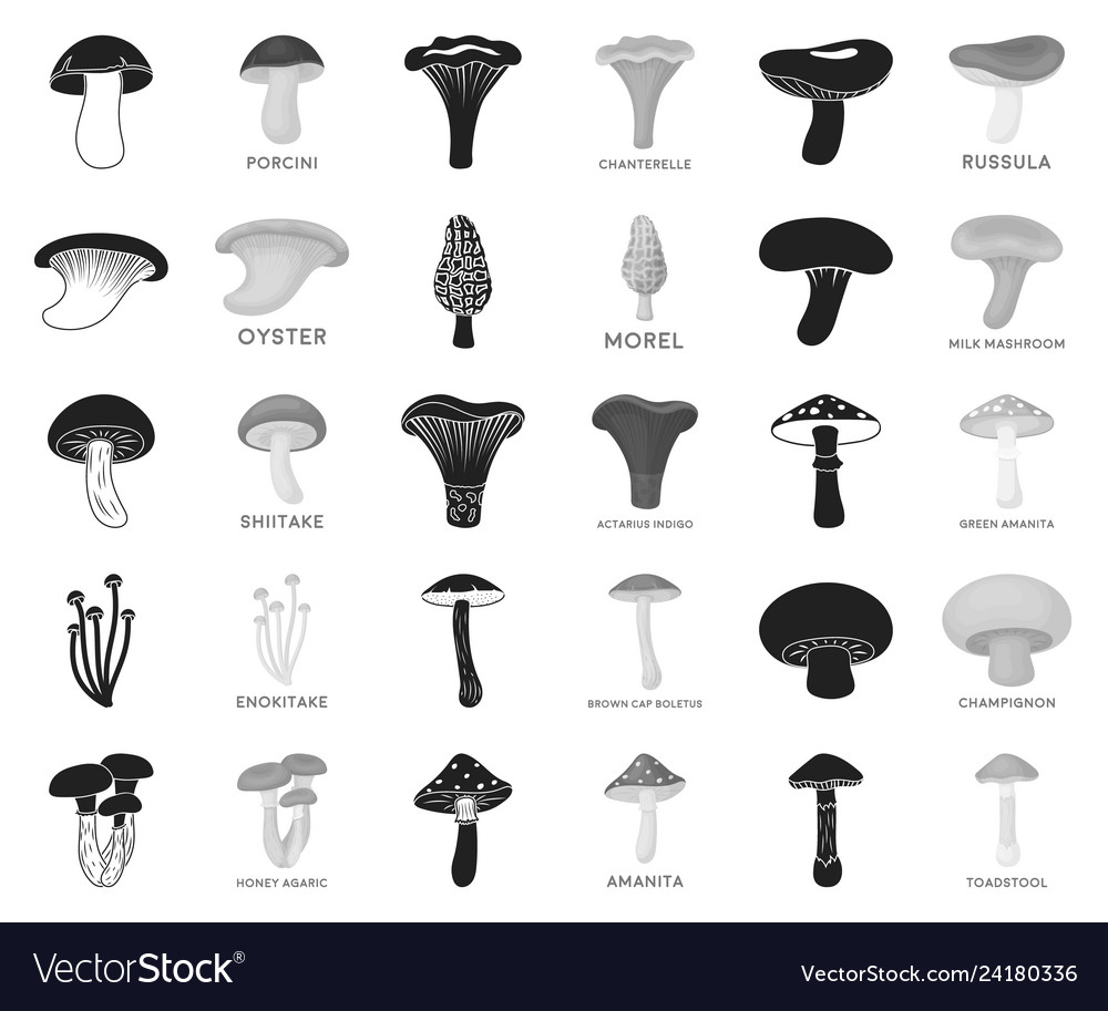 Poisonous and edible mushroom blackmonochrome Vector Image