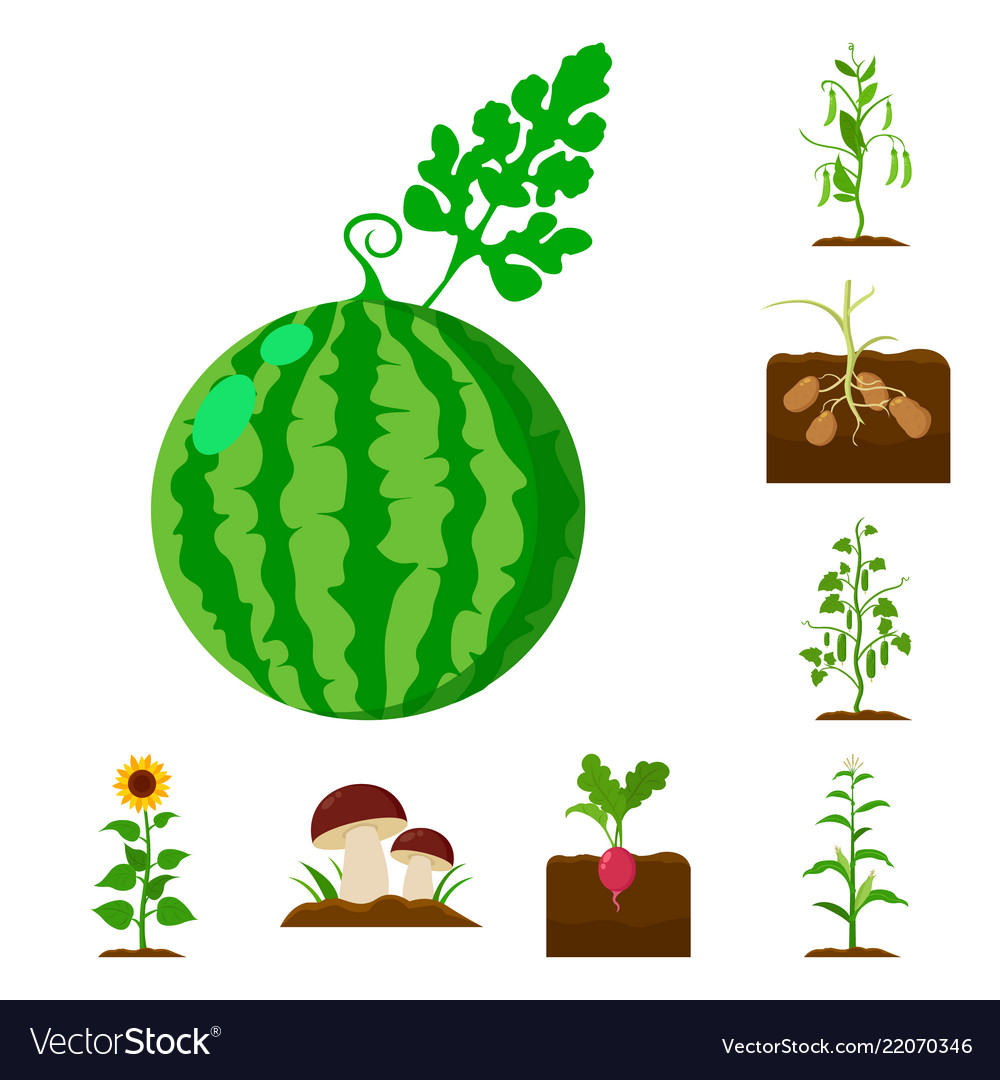 Plant vegetable cartoon icons in set collection Vector Image