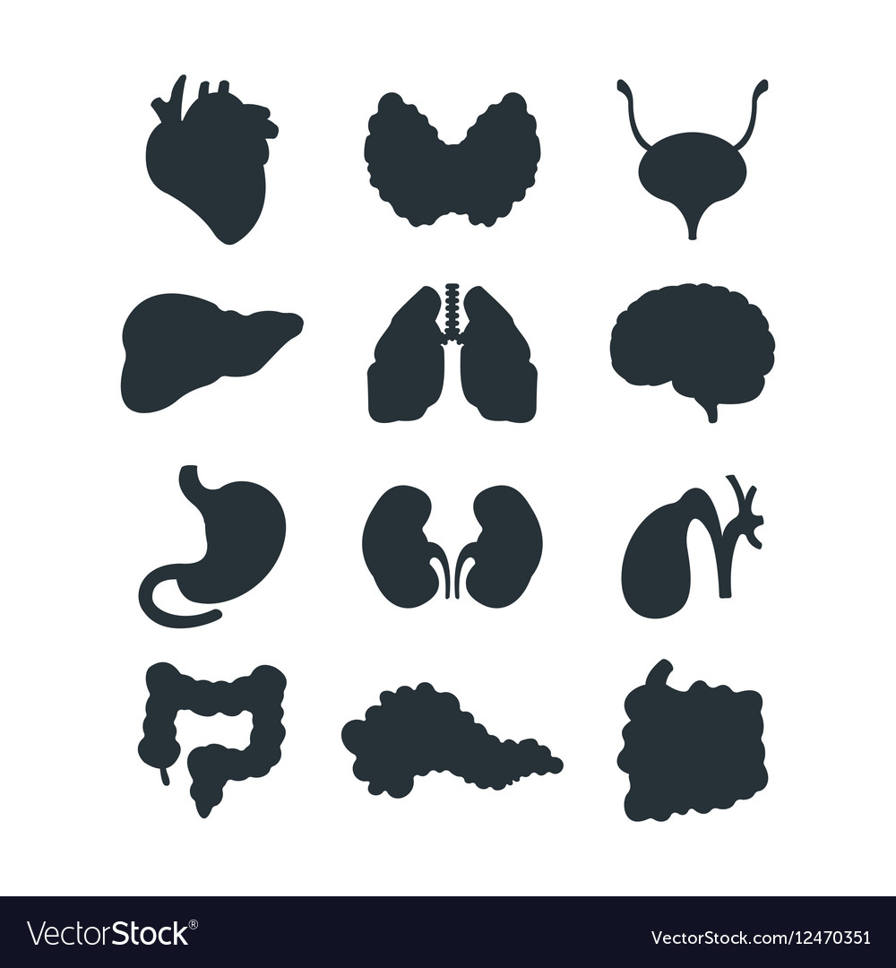 Internal organs silhouette